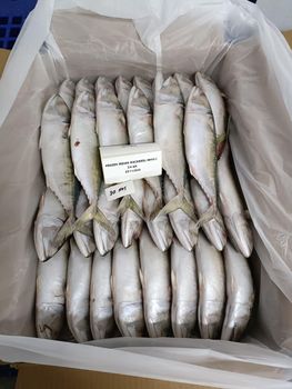 indian mackerel - RETAIL - Saudi Arabia