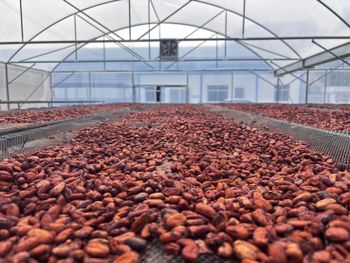Cocoa Beans - TG GROUP CROPS CO., LTD. - Thailand