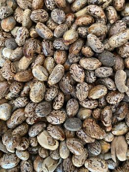 Castor Seeds Oil Content 40-60% Toxic Component Ricin Seed Shape Oval-shaped Color Brown Or Speckled Outer Coating Hard, - Khedutvanshi Enterprises - India