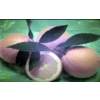 Product – product photo, Agriculture Product products found from trusted suppliers, wholesalers, manufacturers & exporters Listing