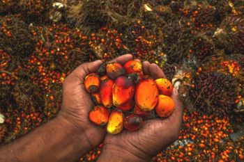 crude palm oil Packaging drums Manufacturer Camagrico Address Bonaberi, - Cameroon Agricultural Compant Ltd - Cameroon
