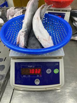 Walking Catfish Form Frozen Origin Vietnam Freshness Level Frozen Packing Size 10kgs Bulks Catch Method Aquaculture, Wild-Caught - Plexim JSC - Vietnam