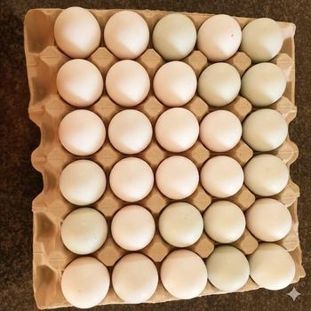 duck eggs - NHLAPO AGRICULTURAL SOLUTIONS (PTY) LTD - South Africa
