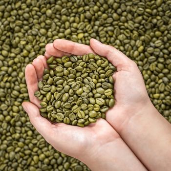 Green Coffee Beans Origin Other Features Organic Grade First class Taste Subtly Bitter Form Raw Coffee Seeds Product Type Beverages - diamond forever Africa limited - Kenya