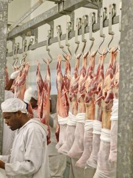 Beef from Ethiopia - DREAMER TRADING PLC - Ethiopia