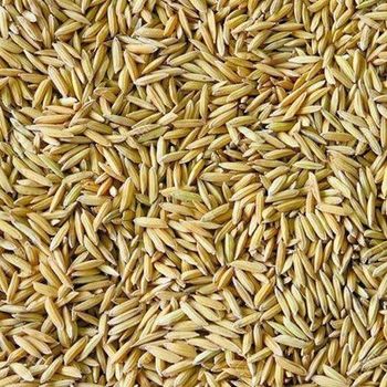 High quality paddy rice bulk supply factory price fast delivery - Mundus Exports Pty Ltd - South Africa