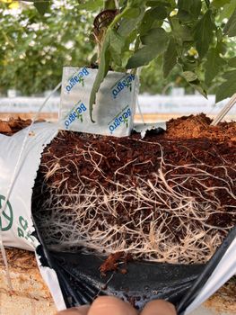 Coir Blocks 5kgs Material Mixtures Available Packaging Individual Wrapping, Floor - DutchPlantin Coir - India