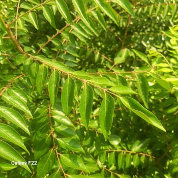 Fresh curry leaves - Siva Agro Goods - India