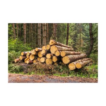 Timber wood bulk supply wholesale price high quality stock fast shipment available - BMU TRADING GMBH - Germany