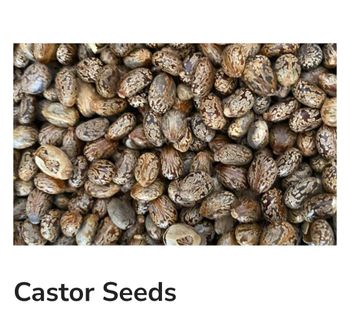 Castor Seeds Packaging As per request Place of Origin Gujarat, - PAN International - India