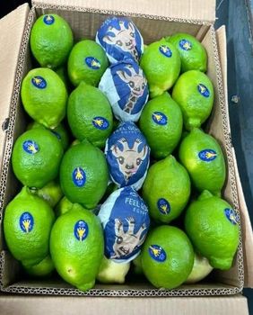 Green lemon. from AL-SEDIK FOR FRUITS AND VEGETABLE EXPORT AND TRADING Green lemon. - AL-SEDIK FOR FRUITS AND VEGETABLE EXPORT AND TRADING - Egypt