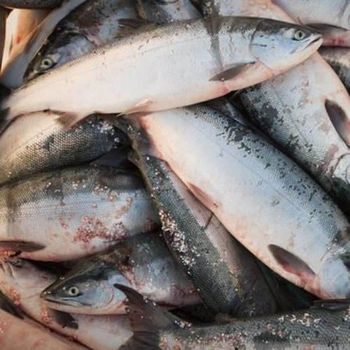 Fresh Norwegian Salmon Rich Flavor Atlantic Fish For Seafood Retailers Fish Markets And Import Professionals - TOSOH INTERNATIONAL - South Africa