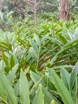 Green cardamom from Barranquilla Enterprises Limited Green cardamom - Barranquilla Enterprises Limited - Uganda