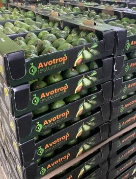 FRESH AVOCADOS OF KENYAN ORIGIN - Avotrop fruits Limited - Kenya