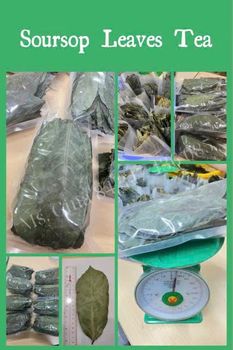 DRIED SOURSOP LEAVES Origin vietnam Features Organic Delivery Form Tea Bag, Tea Leaves Packaging custommer . 20 gram - 30 gram - 100gram and in bulk - IMPORT AND EXPORT EXPAD COMPANY - Vietnam