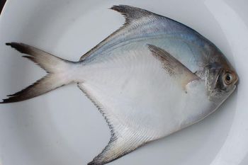 FROZEN POMFRET Packaging 20KG Shelf Life 2 YEARS Treatment Untreated/ Co Treated Pricing Basis Nwnc/ Nwfc/ Fwnc/ Fwfc Freezing Method Blast/ Block/ Semi Iqf/ Iqf - Netfish India - India
