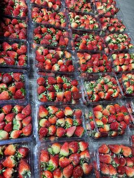 Frozen strawberry from BF GLOBAL TRADING (PTY) LTD Frozen strawberry - BF GLOBAL TRADING (PTY) LTD - South Africa