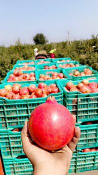Pomegranate bhagva or ganesh both available from Ranjit Pomegranate bhagva or ganesh both available - Ranjit - India
