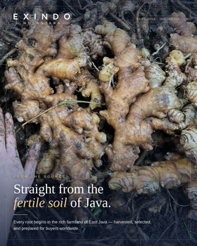 Fresh Elephant Ginger - Exindo Nusantara Indonesia - Indonesia