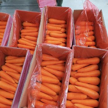 High quality fresh carrots from Vietnam Carrot Exporter Vietnamese - VINAGREEN TRADING AND IMPORT EXPORT COMPANY LIMITED - Vietnam