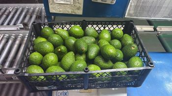 Food and beverage (Other) Avocado Hass, Mango, Golden papaya - Organic Bounty - United Arab Emirates