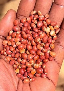 Pigeon peas - DEBORA - Nigeria