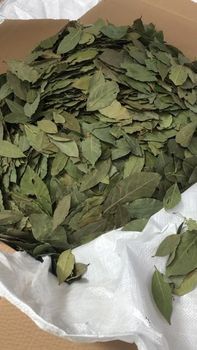 bay leaf Origin - GUNSE YAPRAK BAHARAT SAN.TIC.LTD.STI. - Turkey