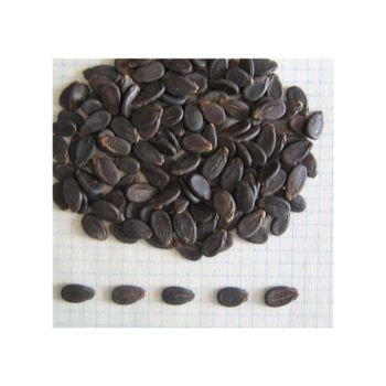 Watermelon seeds for food industry and bulk packaging supply Net Weight 0.2 L Type Direct Juice Features No Artificial Flavors - Medcompex Gmbh - United Kingdom