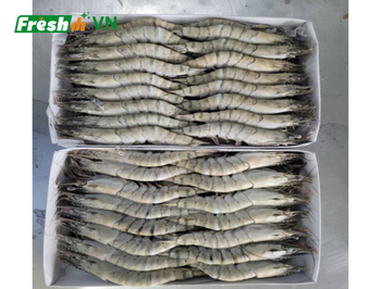 Frozen Shrimp High Quality IQF Frozen Raw Black Tiger Prawn Wholesale Seafood - SEAFOOD VIET NAM AGENT - Vietnam