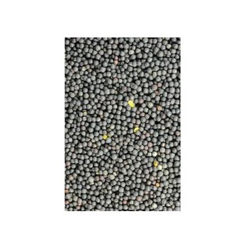 Clean and graded canola seeds offered in wholesale for oil mills and traders - MASI TRADING GMBH - Germany