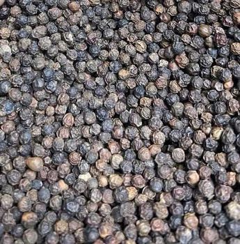 Black Pepper - ANB Farm - Vietnam