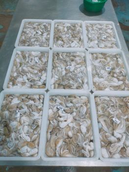 Octopus Grade Premium Glazing Percentage 10% Packaging Weight 10 Kg Net Weight Percentage 90% Freeze Method Block Quick - PT. Agung Persada Tunggal - Indonesia