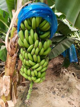 Premium A Bananas - Raed Abdulrahman AlSaif Trading Company - Saudi Arabia