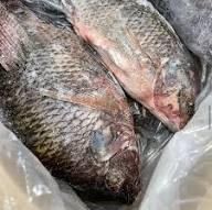 Fres / Frozen Tilapia Fish Cut Ground Meat, Other, Shoulder Degree of Processing Boiled, Cured, Marinated, Other, Smoked, Unprocessed - MEME GROUP COMPANY LTD - Cameroon
