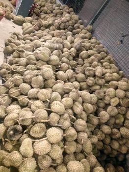 Fresh Durian - Independent - Philippines