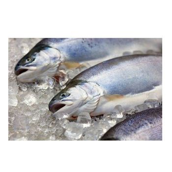 Direct Supplier Of Fresh salmon fish medium size whole salmon fish At Wholesale Price - Exigentelaxia Unipessoal Lda - Portugal