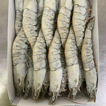 Frozen Hoso Shrimp Premium Frozen Seafood Packed Under Advanced Quality Controls For Global Buyer Demand - TOSOH INTERNATIONAL - South Africa