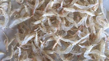 Dried Baby Shrimps from S S M INTERNATIONAL Dried Baby Shrimps - S S M INTERNATIONAL - India