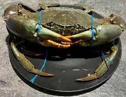 Frozen Mud Crab Meat Source Wild-caught Shelf Life 12–24 Months Artificial Colorings None Artificial Flavorings None Shell Content Tolerance - Balingi Trading Company (PTY) Ltd - South Africa
