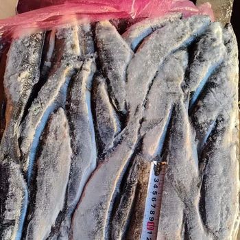 Frozen Herring Fish Naturally Preserved Seafood Choice With Strong Nutritional Profile For International Buyers - TOSOH INTERNATIONAL - South Africa