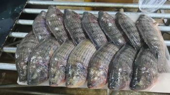 Chinese Factory Farming Fish Tilapia BQF Type Fish Color Black Origin Fujian Trademark qinfu Model NO. Whole Round Style Part Whole - Xiamen Yangzhen Import and Export Co., Ltd - China