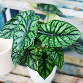 Ornamental Plant Alocasia Sinuata Real Plants Model NO. potted Type Potted Flowers Origin Fujian, China Specification - Xiamen Friendship Bridge Co., Ltd. - China