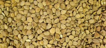 Apricot Kernels Origin South Africa Product Type Kernels Anti-inflammatory Effects Supports Reduction Of Inflammation Digestive Health Use Traditional Use To Alleviate Digestive Issues - Kambrosig Tien Pty Ltd - South Africa