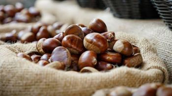 Fresh Chestnuts Sweet Dried Snack for Food Raw and Roasted Processing for Eating - CPW TRADE LTD - United Kingdom