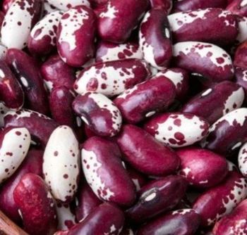 Premium Kidney Beans from FIN ALAMAK Premium Kidney Beans - FIN ALAMAK - Russian Federation
