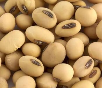 Soybeans from TRADE B2B INTERNATIONAL Soybeans - TRADE B2B INTERNATIONAL - South Africa