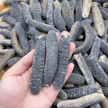 Sea Cucumber - SOURCE GLOBAL TRADING GROUP - South Africa