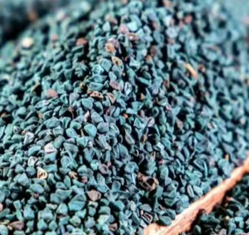 Molokhia Seeds Shelf Life - PT EUGENE RANDHIKA DANISWARA - Indonesia