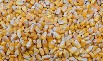 India A-Grade Yellow Maize Feed Quality Bulk Export HSN - 100590 moisture - max 14% - GLOBAL INDIA EXPORT SOLUTIONS - India