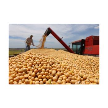 High Quality Non GMO Yellow Soybeans Soybeans /Soya Bean (8.0mm) with High Quality - HIGHPROFILE AGRICULTURE SERVICES LIMITED - Tanzania